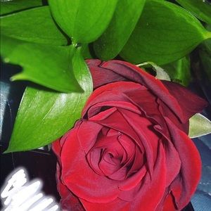 Meet your Posher, Edith